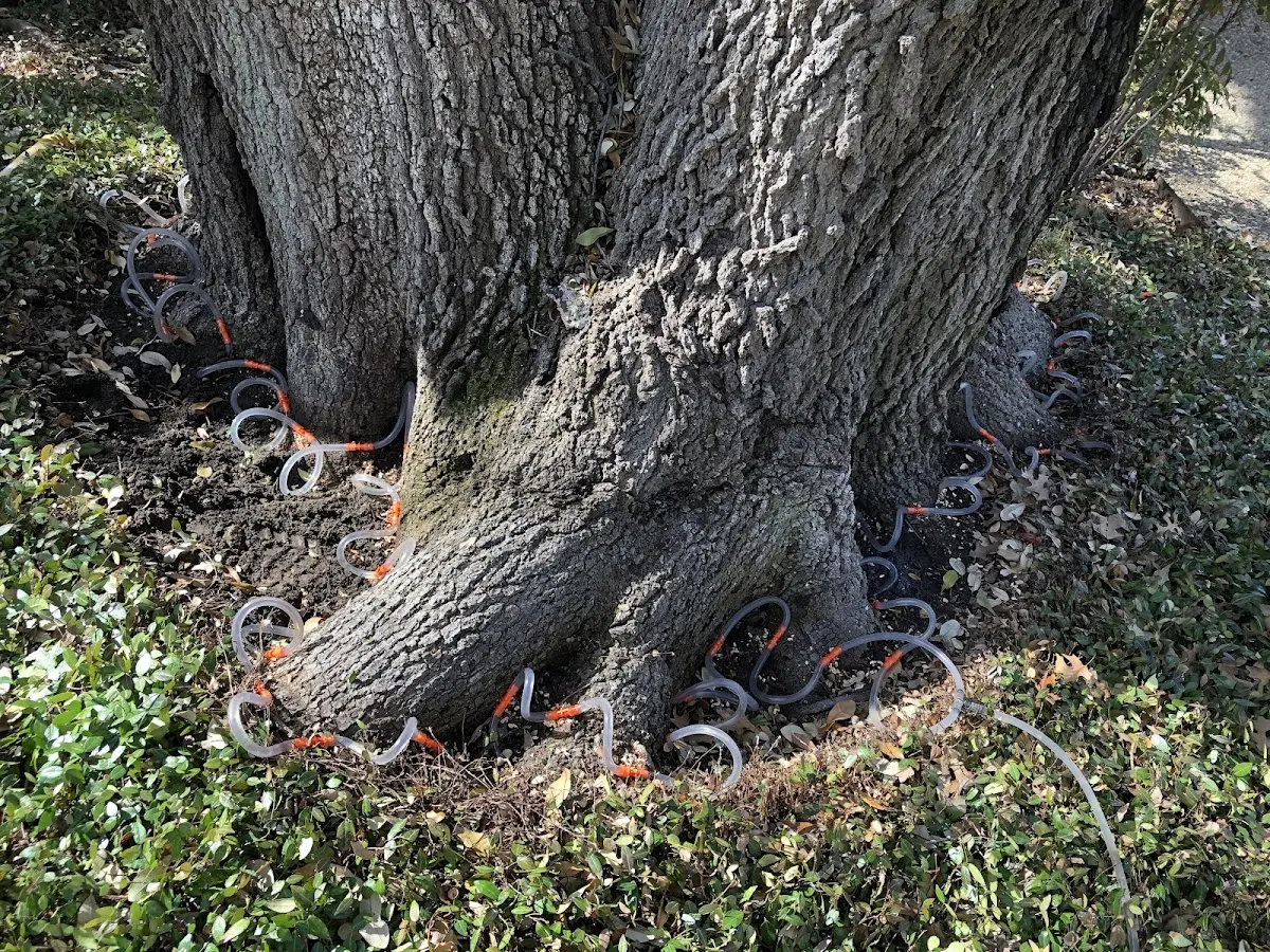 Detailed Tree Cabling and Bracing job site in Sedan